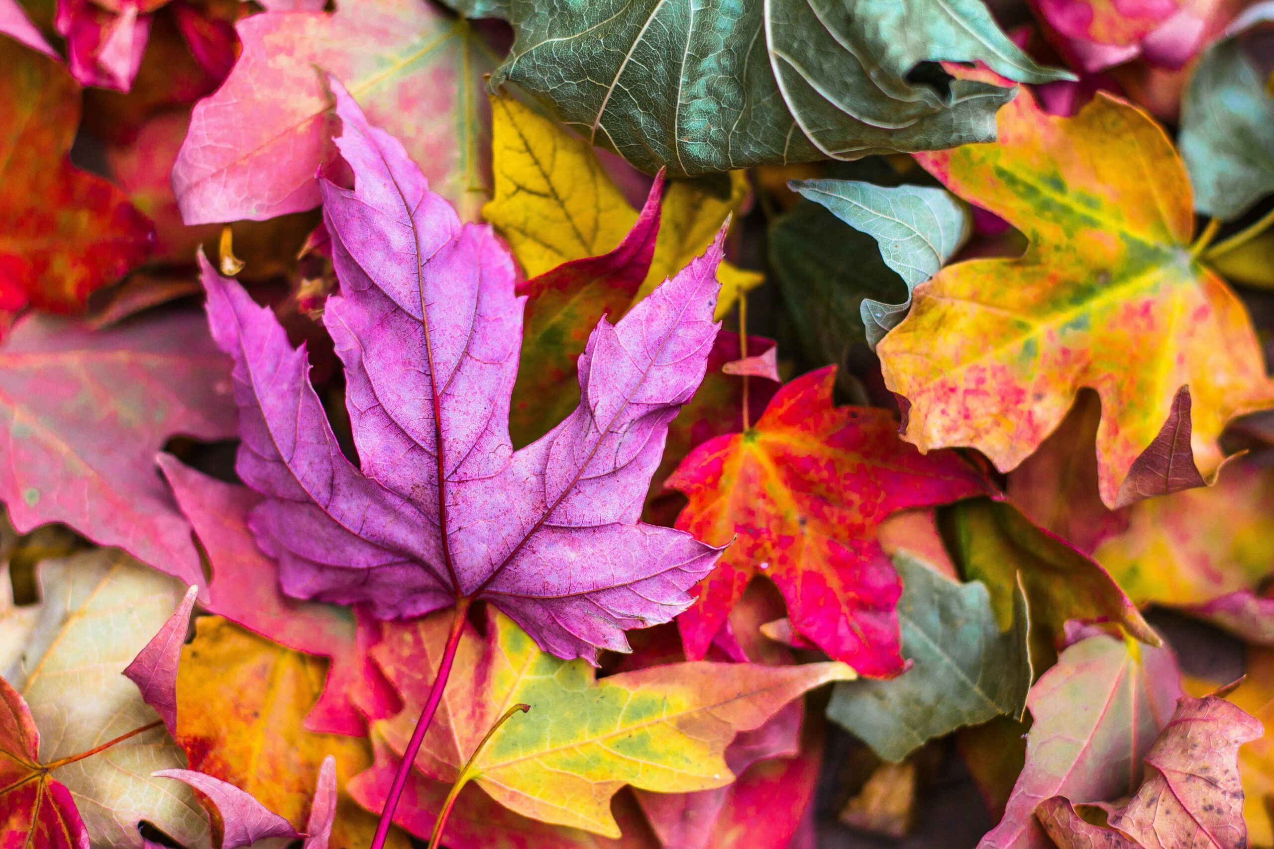 Activities to Enjoy the Colors of Autumn with Grandparents